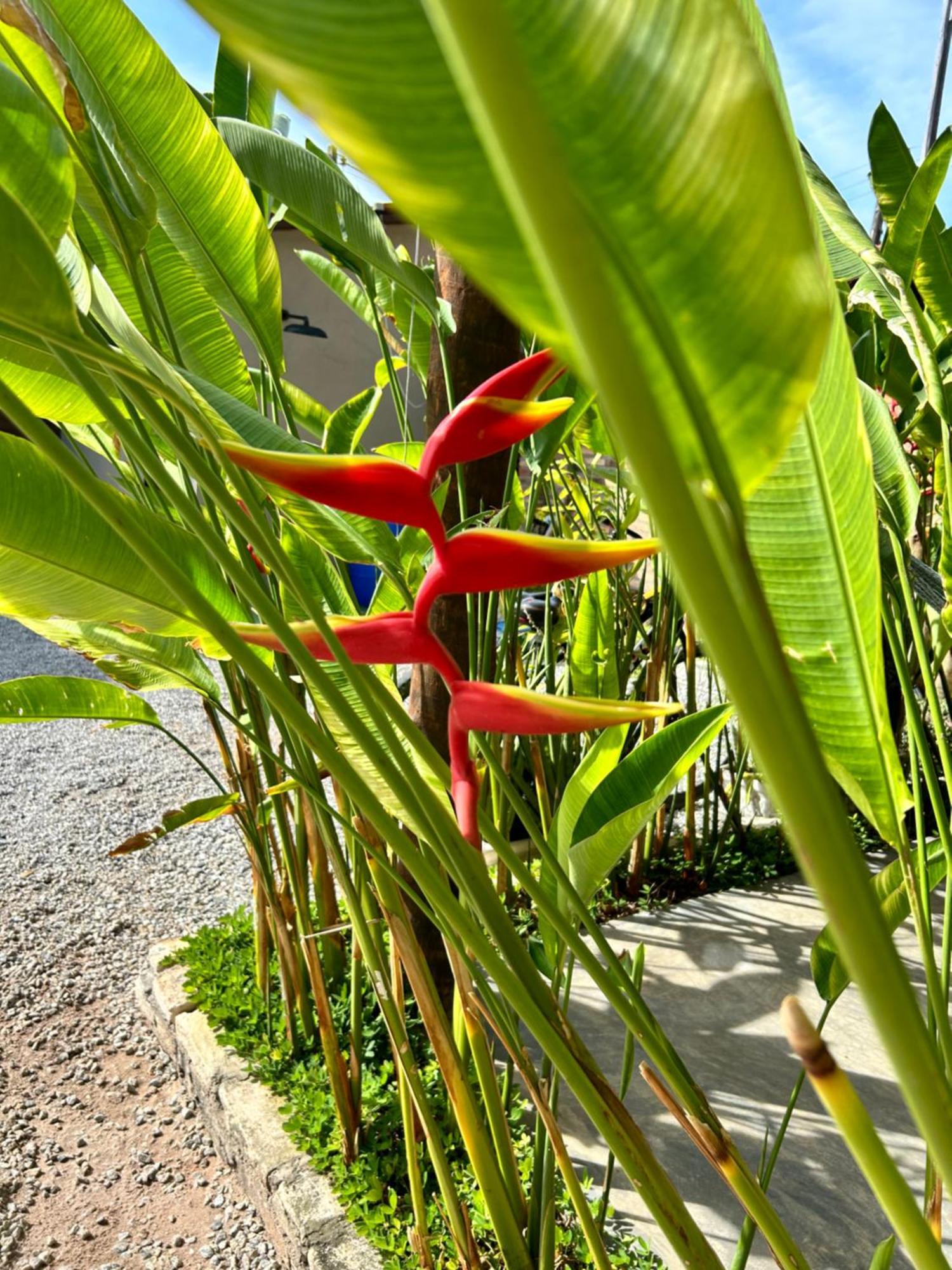Ubud Do Frances Apartment *