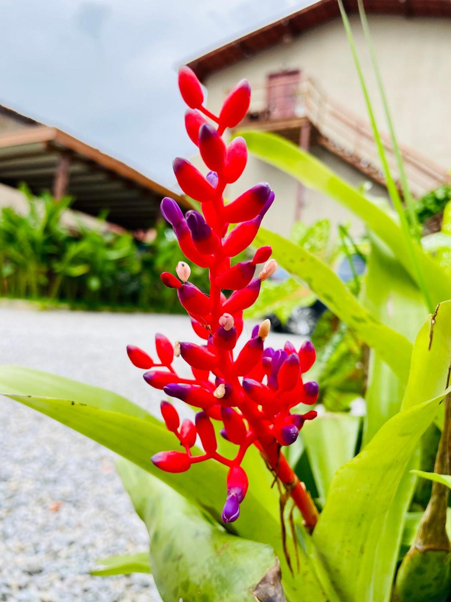 Apartment Ubud Do Frances Praia do Frances